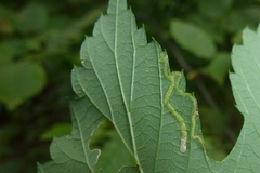 Agromyza flaviceps