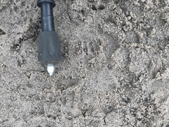 Herpestes pulverulentus