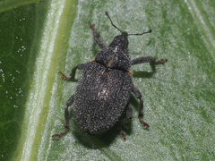 Ceutorhynchus picitarsis