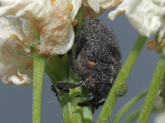 Ceutorhynchus picitarsis