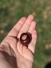Aesculus glabra