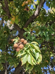 Aesculus glabra