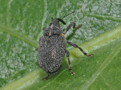 Ceutorhynchus picitarsis