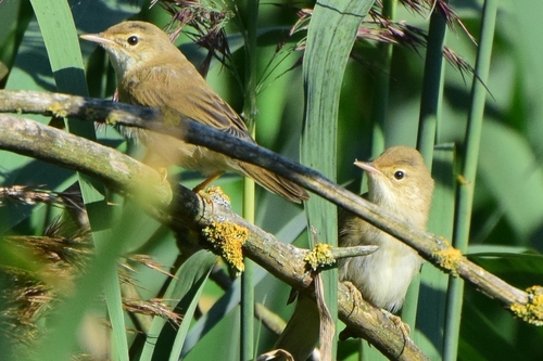 Carricero políglota (Acrocephalus palustris)
