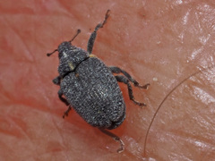 Ceutorhynchus picitarsis