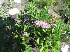 Indigofera cytisoides