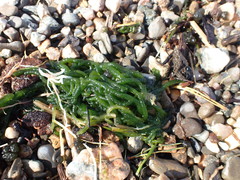 Draparnaldioides baicalensis