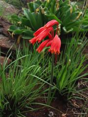 Cyrtanthus bicolor