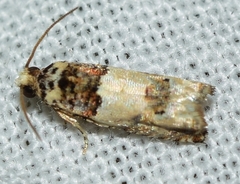 Epinotia thapsiana