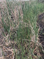 Typha capensis