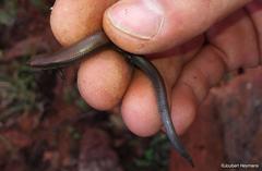 Panaspis wahlbergii