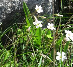 Oxalis dentata