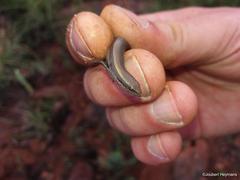 Panaspis wahlbergii