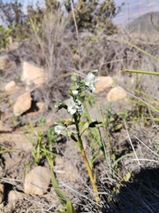 Chloraea galeata