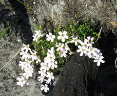 Oxalis dentata