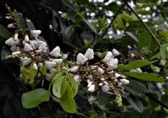 Derris scandens