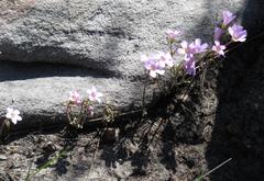 Oxalis dentata