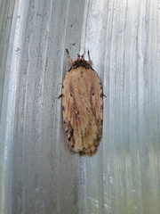 Agonopterix atrodorsella