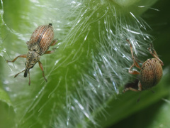 Malvapion malvae