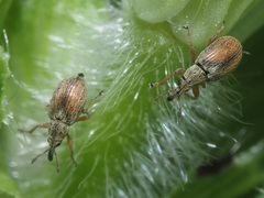 Malvapion malvae