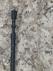 Herpestes pulverulentus