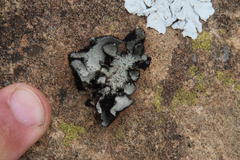 Xanthoparmelia hottentotta