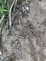 Aonyx capensis capensis