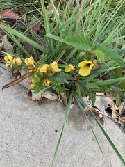 Chamaecrista fasciculata