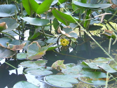 Nuphar lutea