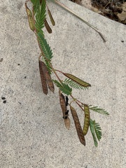 Chamaecrista fasciculata