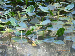 Nuphar lutea