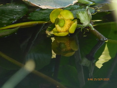 Nuphar lutea