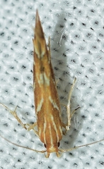 Pyroderces argyrogrammos