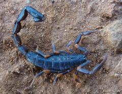 Uroplectes triangulifer