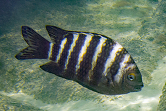 Banded Sergeant photo 4