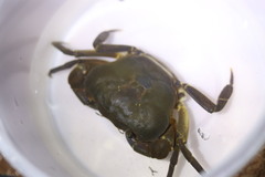 Potamonautes granularis