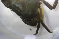 Potamonautes granularis