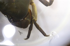 Potamonautes granularis