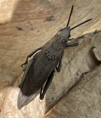 Dictyophorus griseus