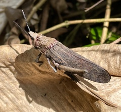 Dictyophorus griseus