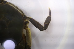 Potamonautes granularis