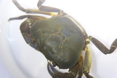 Potamonautes granularis