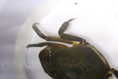 Potamonautes granularis
