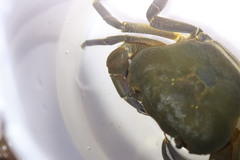 Potamonautes granularis