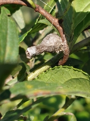 Mastophora hutchinsoni