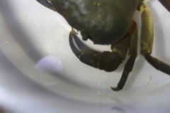 Potamonautes granularis