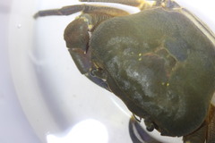 Potamonautes granularis