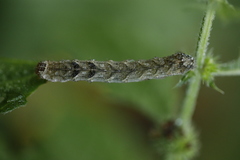 Melanchra persicariae