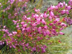 Erica nutans
