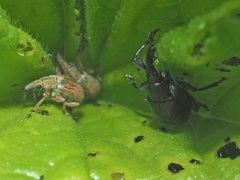 Malvapion malvae